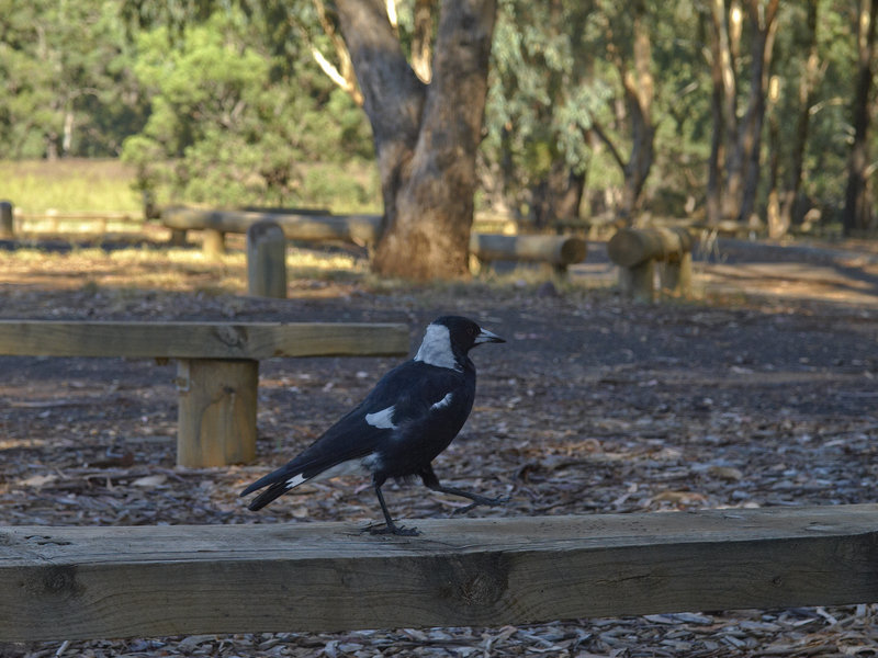 Australian Magpie, Warrumbungle